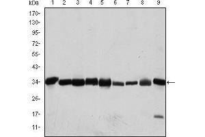 Western blot analysis using CDK1 mouse mAb against Hela (1), Jurkat (2), K562 (3), A431 (4), MCF-7 (5), RAW264.