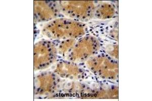 PLEKHG3 Antibody (C-term) (ABIN655118 and ABIN2844749) immunohistochemistry analysis in formalin fixed and paraffin embedded human stomach tissue followed by peroxidase conjugation of the secondary antibody and DAB staining.