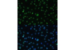 Immunofluorescence (IF) image for anti-Heat Shock Factor Protein 1 (HSF1) (AA 350-529) antibody (ABIN6142021)