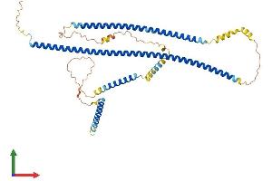 AlphaFold protein structure predicition of Human Recombinant CDR2 Protein, UniprotID Q01850 (CDR2 Protein (AA 1-454) (His tag))