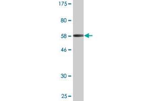Western Blotting (WB) image for anti-PHD Finger Protein 11 (PHF11) (AA 1-292) antibody (ABIN526484)
