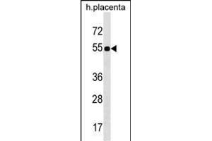 FZR1 Antibody (N-term) (ABIN1539455 and ABIN2850392) western blot analysis in human placenta tissue lysates (35 μg/lane). (FZR1 Antikörper  (N-Term))
