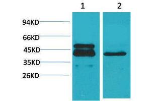 Western Blotting (WB) image for anti-cAMP Responsive Element Binding Protein 1 (CREB1) antibody (ABIN3179094) (CREB1 Antikörper)
