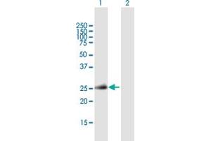 Western Blot analysis of TNFSF11 expression in transfected 293T cell line by TNFSF11 MaxPab polyclonal antibody.