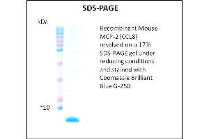 CCL8 Protein