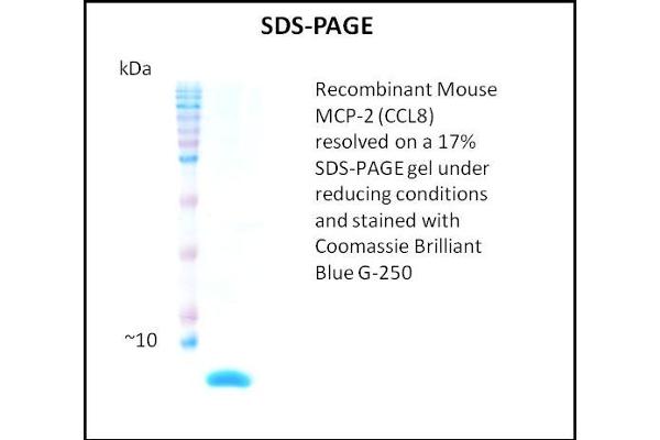 CCL8 Protein