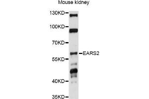 Western blot analysis of extracts of mouse kidney, using EARS2 antibody (ABIN6293105) at 1:1000 dilution. (EARS2 Antikörper)