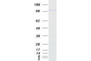Western Blotting (WB) image for Splicing Factor 3b, Subunit 3, 130kDa (SF3B3) protein (Myc-DYKDDDDK Tag) (ABIN2731901)
