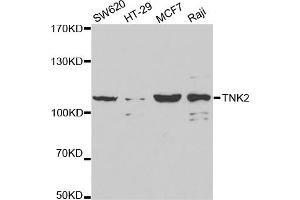 Western blot analysis of extracts of various cell lines, using TNK2 antibody (ABIN5971357) at 1/1000 dilution. (TNK2 Antikörper)