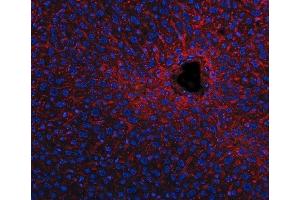 IF analysis of Apolipoprotein E/APOE using anti-Apolipoprotein E/APOE antibody (ABIN4886470). (APOE Antikörper  (AA 55-294))
