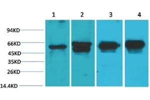 Western Blot (WB) analysis of 1) HeLa, 2) 293T, 3) Mouse Brain Tissue, 4) Rat Brain Tissue with c-Fos Mouse Monoclonal Antibody diluted at 1:2000.