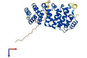 ARMC10 Protein (AA 1-306) (His tag)