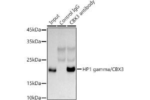 Immunoprecipitation analysis of 300 μg extracts of HeLa cells using 3 μg HP1 gamma/CBX3 antibody (ABIN1512681, ABIN3023226, ABIN3023227 and ABIN5664024). (CBX3 Antikörper  (AA 1-183))