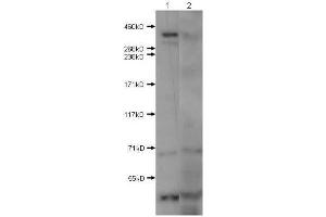 Western Blot of Rabbit Anti-Huntington antibody. (Huntingtin Antikörper  (N-Term))