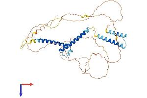 BHLHE41 Protein (AA 1-410) (His tag)
