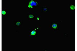 Immunofluorescent analysis of Hela cells using ABIN7146751 at dilution of 1:100 and Alexa Fluor 488-congugated AffiniPure Goat Anti-Rabbit IgG(H+L) (CES3 Antikörper  (AA 65-233))