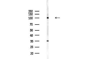 anti-Tubulin, gamma Complex Associated Protein 3 (TUBGCP3) (N-Term) antibody