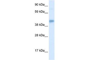WB Suggested Anti-SEC14L2 Antibody Titration: 0. (SEC14L2 Antikörper  (Middle Region))