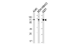 GRB10 Antibody (N-term) (ABIN1881389 and ABIN2843459) western blot analysis in A549,MDA-M, cell line lysates (35 μg/lane).