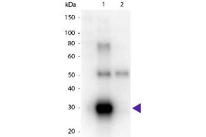 Western Blot of Goat anti-Human λ (Lambda chain) Peroxidase Conjugated Secondary Antibody. (Ziege anti-Human lambda Antikörper (HRP) - Preadsorbed)