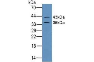 Detection of CX43 in Mouse Brain Tissue using Polyclonal Antibody to Connexin 43 (CX43) (Connexin 43/GJA1 Antikörper  (AA 244-382))