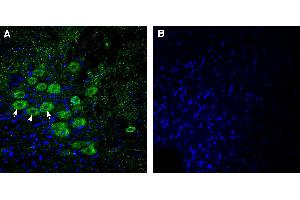 Expression of GPR26 in mouse deep cerebellar nuclei:Immunohistochemical staining of perfusion-fixed frozen mouse brain sections using Anti-GPR26 Antibody (ABIN7581889), (1:300), followed by goat anti-rabbit-AlexaFluor-488. (GPR26 Antikörper  (Intracellular))
