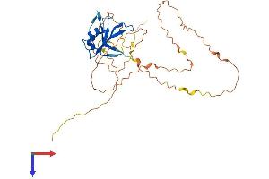 DAZL Protein (AA 1-295) (His tag)