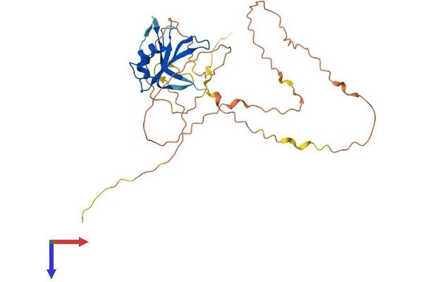 DAZL Protein (AA 1-295) (His tag)
