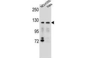 Western Blotting (WB) image for anti-Sorting Nexin 13 (SNX13) antibody (ABIN2996614) (SNX13 Antikörper)