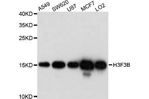 Western blot analysis of extract of various cells, using H3F3B antibody. (H3F3B Antikörper)