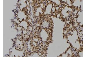 ABIN6263491 and ABIN6268990 at 1/100 staining Mouse lung tissue by IHC-P. (PPP1R12A Antikörper  (C-Term))