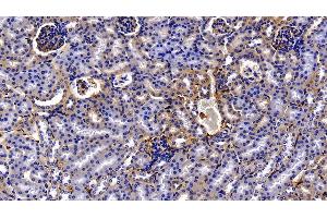 Immunohistochemistry (IHC) image for anti-Protein C Receptor, Endothelial (PROCR) (AA 32-167) antibody (ABIN7430426)