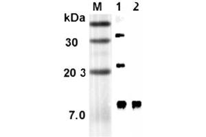 Western blot analysis using anti-RELM-α (rat), mAb (RREL 803)  at 1:5'000 dilution. (RELM alpha Antikörper)