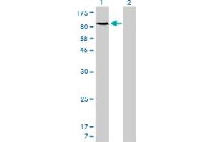 Western Blotting (WB) image for anti-Nuclear Factor of kappa Light Polypeptide Gene Enhancer in B-Cells 1 (NFKB1) (AA 860-969) antibody (ABIN561980)