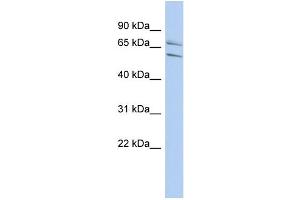 PHF21A Antikörper  (N-Term)