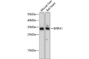 Western blot analysis of extracts of various cell lines using BPIFA1 Polyclonal Antibody at dilution of 1:1000. (BPIFA1 Antikörper)
