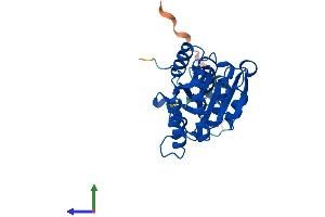 Protein Structure (PS) image for Isochorismatase Domain Containing 1 (ISOC1) (AA 1-298) protein (His tag) (ABIN7548559)
