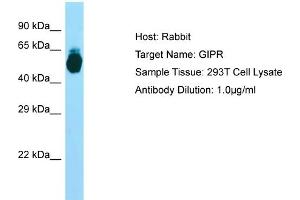 Host: RabbitTarget Name: GIPRAntibody Dilution: 1. (GIPR Antikörper  (N-Term))