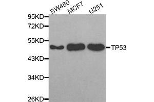 Western blot analysis of extracts of various cell lines, using TP53 antibody (ABIN5971632) at 1:300 dilution. (p53 Antikörper)