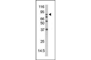 The anti-Phospho-DAXX- Pab  is used in Western blot to detect Phospho-DAXX- in mouse thymus tissue lysate (DAXX Antikörper  (pSer213))