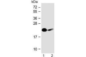 Western blot testing of human 1) Jurkat and 2) Daudi cell lysate with NKp30 antibody at 1:1000. (NCR3 Antikörper  (AA 31-65))