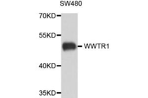 Western blot analysis of extract of various cells, using WWTR1 antibody. (WWTR1 Antikörper)