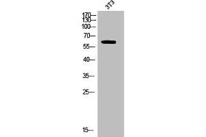 Western Blot analysis of 3T3 cells using Phospho-CRMP-2 (T514) Polyclonal Antibody (DPYSL2 Antikörper  (pThr514))
