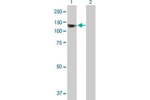 Western Blot analysis of SEC63 expression in transfected 293T cell line by SEC63 MaxPab polyclonal antibody. (SEC63 Antikörper  (AA 1-760))