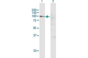 Western Blot analysis of CCNT1 expression in transfected 293T cell line by CCNT1 MaxPab polyclonal antibody. (Cyclin T1 Antikörper  (AA 1-726))