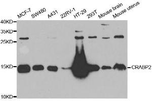 Western blot analysis of extracts of various cell lines, using CRABP2 antibody. (CRABP2 Antikörper  (AA 22-94))