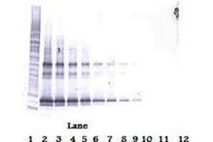 Image no. 2 for anti-Tumor Necrosis Factor (Ligand) Superfamily, Member 14 (TNFSF14) antibody (Biotin) (ABIN465442) (TNFSF14 Antikörper  (Biotin))