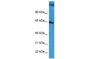WB Suggested Anti-BCAM  Antibody Titration: 0. (BCAM Antikörper  (C-Term))
