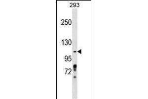 ZBTB4 Antibody (Center) (ABIN1538396 and ABIN2849138) western blot analysis in 293 cell line lysates (35 μg/lane). (ZBTB4 Antikörper  (AA 401-430))