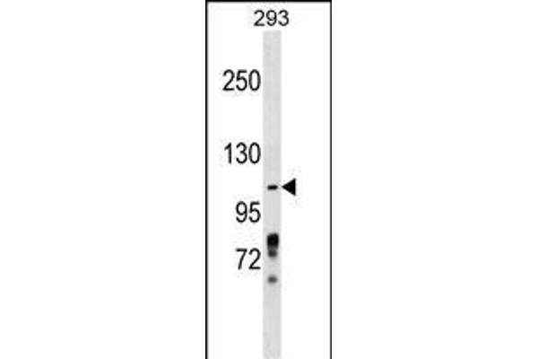ZBTB4 anticorps  (AA 401-430)